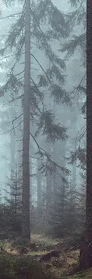 Rollo lichtundurchlässig Wald bei Nacht