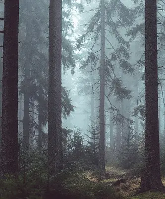 Rollo lichtundurchlässig Wald bei Nacht