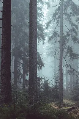 Rollo lichtundurchlässig Wald bei Nacht