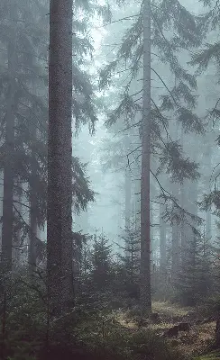 Rollo lichtundurchlässig Wald bei Nacht