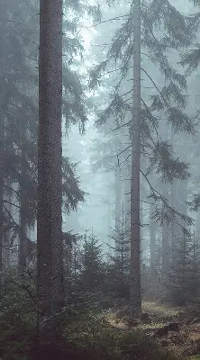 Rollo lichtundurchlässig Wald bei Nacht