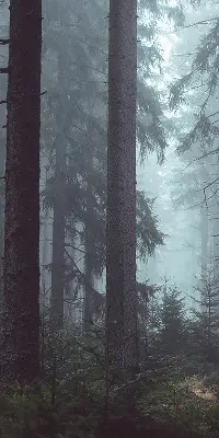 Rollo lichtundurchlässig Wald bei Nacht