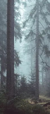 Rollo lichtundurchlässig Wald bei Nacht