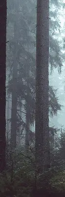 Rollo lichtundurchlässig Wald bei Nacht