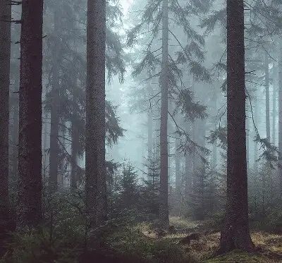Rollo lichtundurchlässig Wald bei Nacht