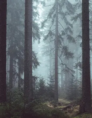 Rollo lichtundurchlässig Wald bei Nacht