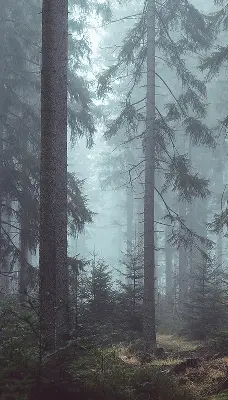 Rollo lichtundurchlässig Wald bei Nacht