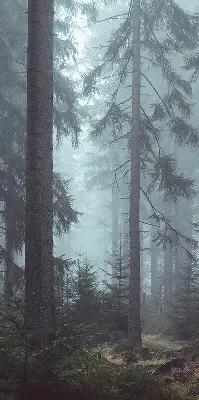 Rollo lichtundurchlässig Wald bei Nacht