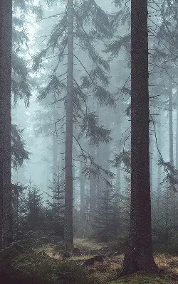 Rollo lichtundurchlässig Wald bei Nacht