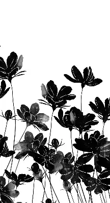 Verdunkelungsrollo Schwarze Blüten