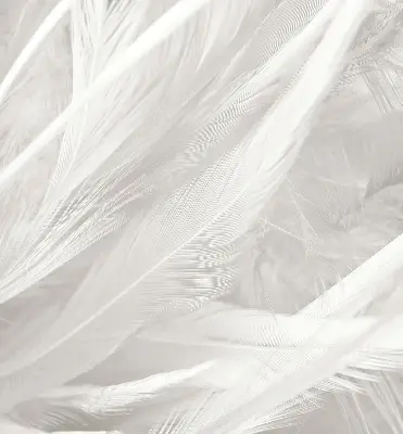 Fenster rollo Federn