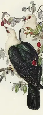 Rollo lichtundurchlässig Vögel auf einem Ast