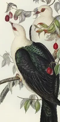 Rollo lichtundurchlässig Vögel auf einem Ast