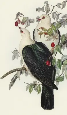 Rollo lichtundurchlässig Vögel auf einem Ast