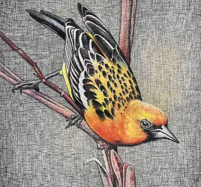 Verdunkelungsrollo Ein Vogel auf einem Ast
