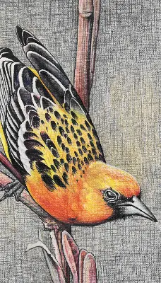 Verdunkelungsrollo Ein Vogel auf einem Ast