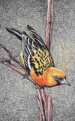 Verdunkelungsrollo Ein Vogel auf einem Ast