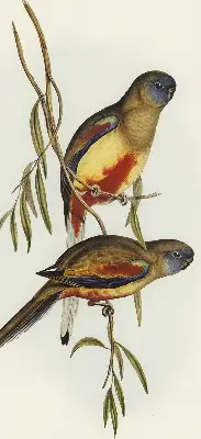 Verdunkelungsrollo Zwei Vögel auf einem Ast