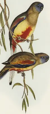 Verdunkelungsrollo Zwei Vögel auf einem Ast