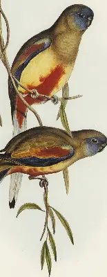 Verdunkelungsrollo Zwei Vögel auf einem Ast