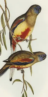 Verdunkelungsrollo Zwei Vögel auf einem Ast