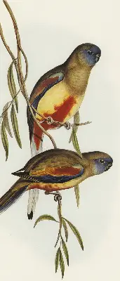 Verdunkelungsrollo Zwei Vögel auf einem Ast