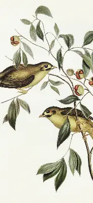 Verdunkelungsrollo Vögel auf einem Baum
