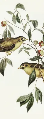 Verdunkelungsrollo Vögel auf einem Baum