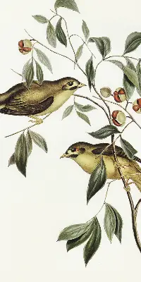 Verdunkelungsrollo Vögel auf einem Baum