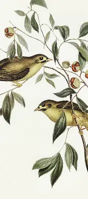 Verdunkelungsrollo Vögel auf einem Baum