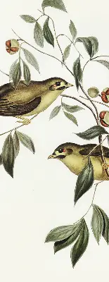 Verdunkelungsrollo Vögel auf einem Baum