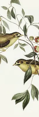 Verdunkelungsrollo Vögel auf einem Baum