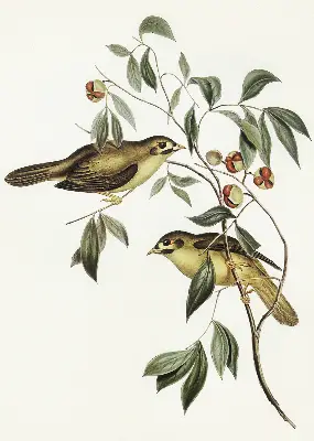 Verdunkelungsrollo Vögel auf einem Baum
