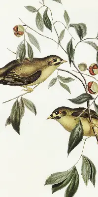 Verdunkelungsrollo Vögel auf einem Baum