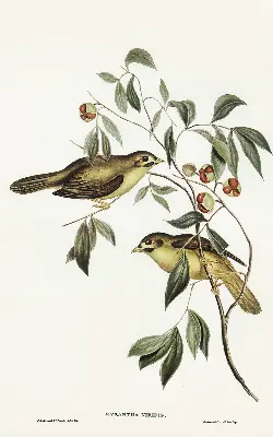 Verdunkelungsrollo Vögel auf einem Baum