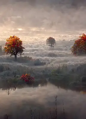 Rollo lichtundurchlässig Bäume im Nebel