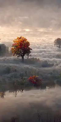 Rollo lichtundurchlässig Bäume im Nebel