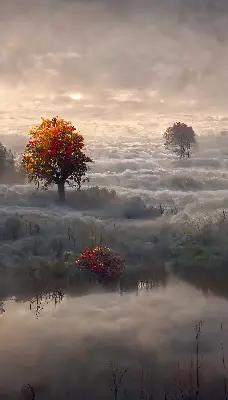 Rollo lichtundurchlässig Bäume im Nebel