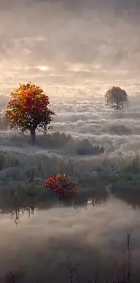 Rollo lichtundurchlässig Bäume im Nebel