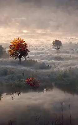 Rollo lichtundurchlässig Bäume im Nebel
