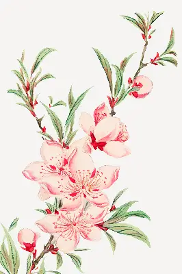 Fenster rollo Rosa Blume