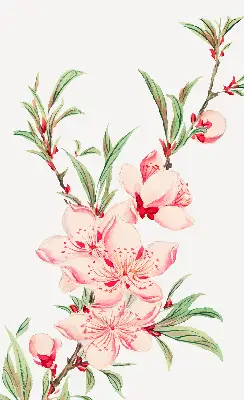 Fenster rollo Rosa Blume