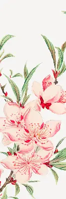 Fenster rollo Rosa Blume
