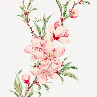 Fenster rollo Rosa Blume
