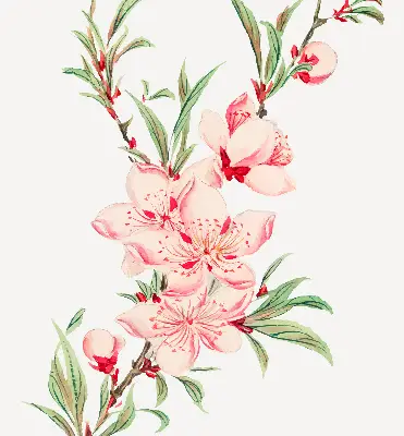 Fenster rollo Rosa Blume