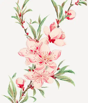 Fenster rollo Rosa Blume