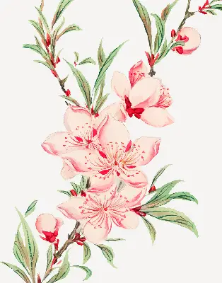 Fenster rollo Rosa Blume