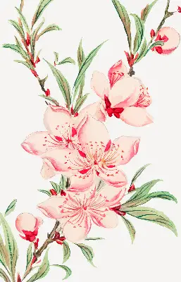Fenster rollo Rosa Blume
