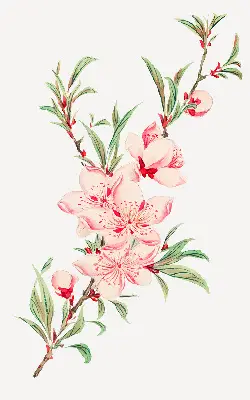 Fenster rollo Rosa Blume