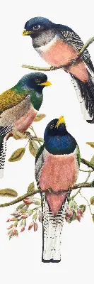 Rollo lichtundurchlässig Vögel auf den Zweigen